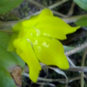 Photographie n°339769 du taxon Lysimachia nummularia L. [1753]