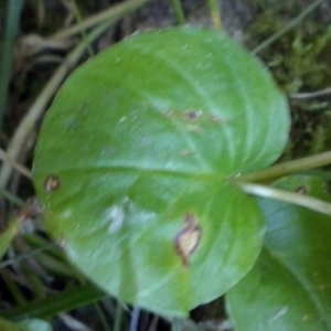  - Lysimachia nummularia L. [1753]