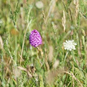 Photographie n°340071 du taxon Orchis pyramidalis L. [1753]