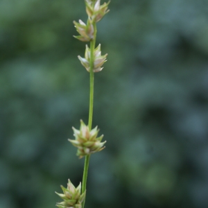 Photographie n°340157 du taxon Carex divulsa Stokes [1787]