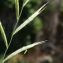  Liliane Roubaudi - Brachypodium sylvaticum (Huds.) P.Beauv. [1812]