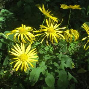 Photographie n°340172 du taxon Doronicum austriacum Jacq. [1774]