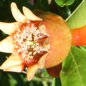 Photographie n°340177 du taxon Punica granatum L. [1753]