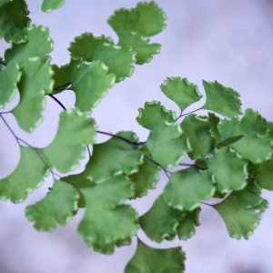 Photographie n°340241 du taxon Adiantum capillus-veneris L. [1753]