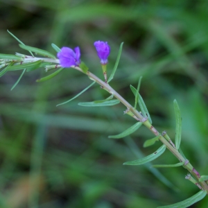 Photographie n°340251 du taxon Lythrum junceum Banks & Sol. [1794]