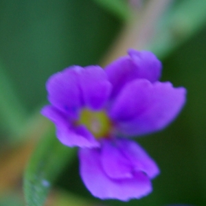 Photographie n°340252 du taxon Lythrum junceum Banks & Sol. [1794]