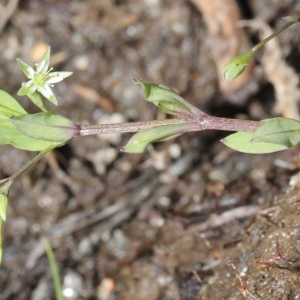 Photographie n°340273 du taxon Stellaria alsine Grimm