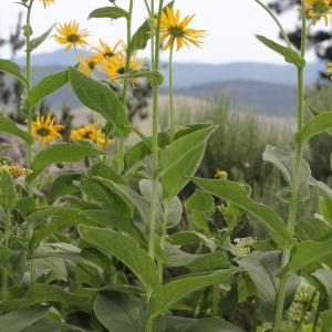 Photographie n°340278 du taxon Doronicum austriacum Jacq.