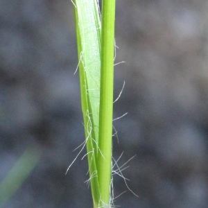 Photographie n°340292 du taxon Luzula nivea (Nathh.) DC.