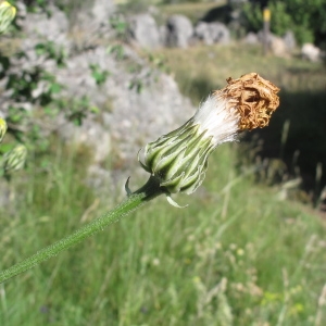 Photographie n°340309 du taxon Crepis albida Vill.