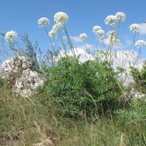 Photographie n°340311 du taxon Laserpitium siler L.