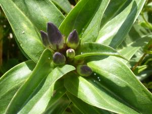 Louise Boulangeat, le  2 juillet 2015 (Ancelle (Fodon))