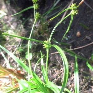 Photographie n°340340 du taxon Carex flava L. [1753]