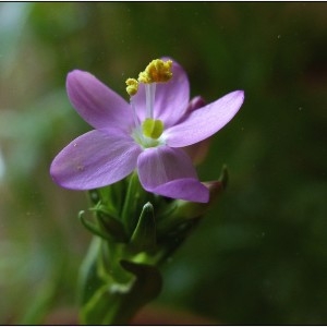 Photographie n°340365 du taxon Centaurium erythraea Rafn [1800]