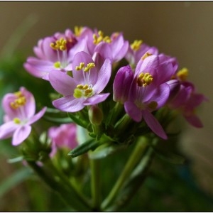 Photographie n°340366 du taxon Centaurium erythraea Rafn [1800]