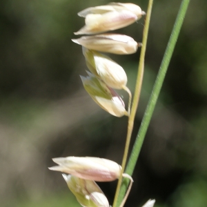 Photographie n°340379 du taxon Melica minuta L. [1767]