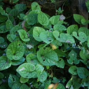 Viola odorata subsp. stolonifera (J.J.Rodr.) Orell & Romo