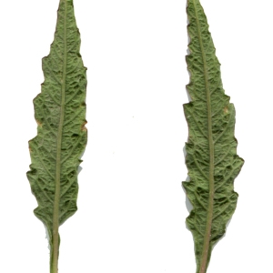  - Chenopodium ambrosioides L. [1753]