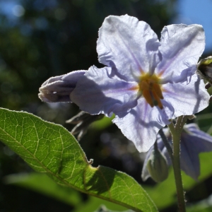 Photographie n°340414 du taxon Solanum bonariense L. [1753]