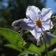  Liliane Roubaudi - Solanum bonariense L. [1753]