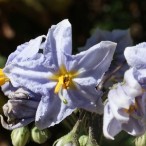  - Solanum bonariense L. [1753]