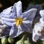  Liliane Roubaudi - Solanum bonariense L. [1753]