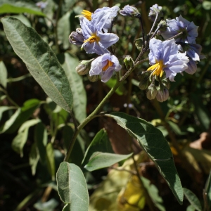 Photographie n°340416 du taxon Solanum bonariense L. [1753]