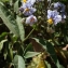 Liliane Roubaudi - Solanum bonariense L. [1753]