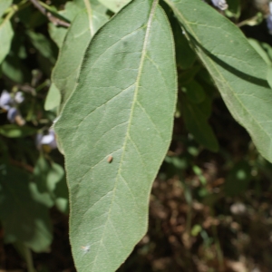 Photographie n°340417 du taxon Solanum bonariense L. [1753]
