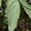  Liliane Roubaudi - Solanum bonariense L. [1753]