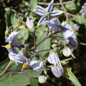  - Solanum bonariense L. [1753]