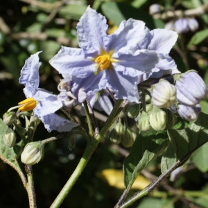  - Solanum bonariense L. [1753]