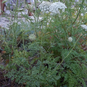 Photographie n°340435 du taxon Daucus gingidium subsp. commutatus (Paol.) O.Bolòs & Vigo [1974]