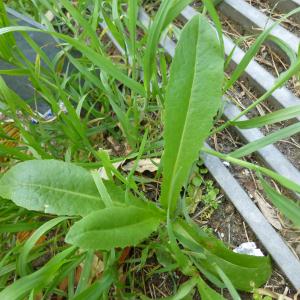 Photographie n°340454 du taxon Lactuca serriola L. [1756]