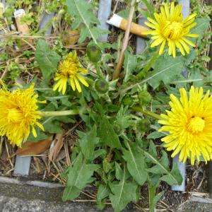 Photographie n°340458 du taxon Taraxacum F.H.Wigg. [1780]