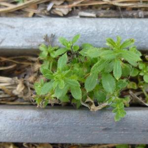 Photographie n°340462 du taxon Galium aparine L. [1753]