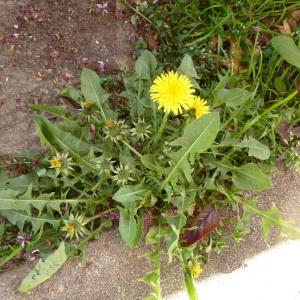 Photographie n°340491 du taxon Taraxacum F.H.Wigg. [1780]