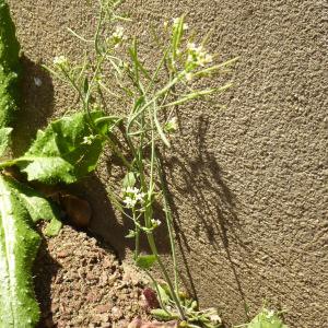 Photographie n°340499 du taxon Arabidopsis thaliana (L.) Heynh. [1842]