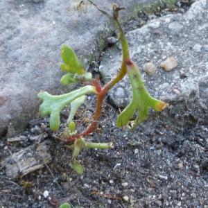 Photographie n°340501 du taxon Saxifraga tridactylites L. [1753]