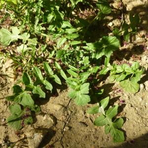 Photographie n°340507 du taxon Sisymbrium officinale (L.) Scop. [1772]