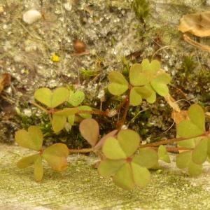 Photographie n°340530 du taxon Oxalis fontana Bunge [1835]