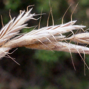 Photographie n°340555 du taxon Bromus squarrosus L. [1753]