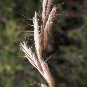 Photographie n°340556 du taxon Bromus squarrosus L. [1753]