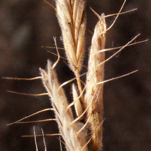 Photographie n°340557 du taxon Bromus squarrosus L. [1753]