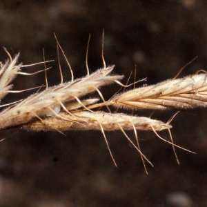 Photographie n°340558 du taxon Bromus squarrosus L. [1753]