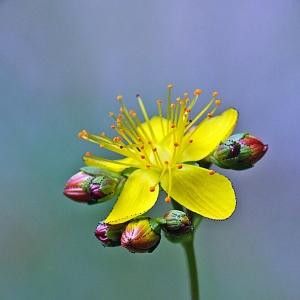 Photographie n°340565 du taxon Hypericum pulchrum L. [1753]