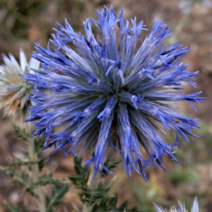 Photographie n°340596 du taxon Echinops ritro L. [1753]