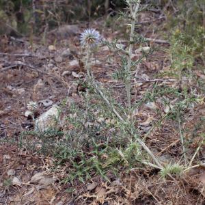 Photographie n°340599 du taxon Echinops ritro L. [1753]