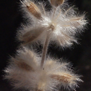 Photographie n°340613 du taxon Phlomis lychnitis L. [1753]