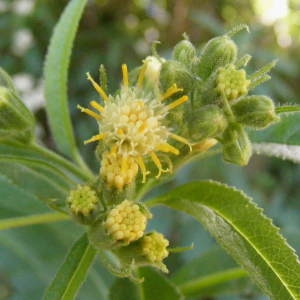 Photographie n°340620 du taxon Senecio cacaliaster Lam. [1779]